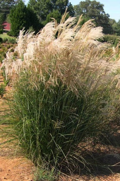 Міскантус китайський Балерина|Miscanthus sinensis `Ballerina`|Мискантус китайский Балерина